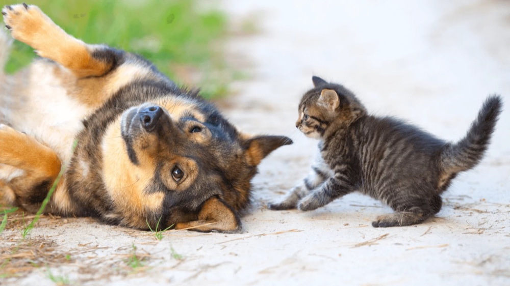 Cão e gato juntos — atendimento de endocrinologia veterinária para cães e gatos em Ribeirão Preto