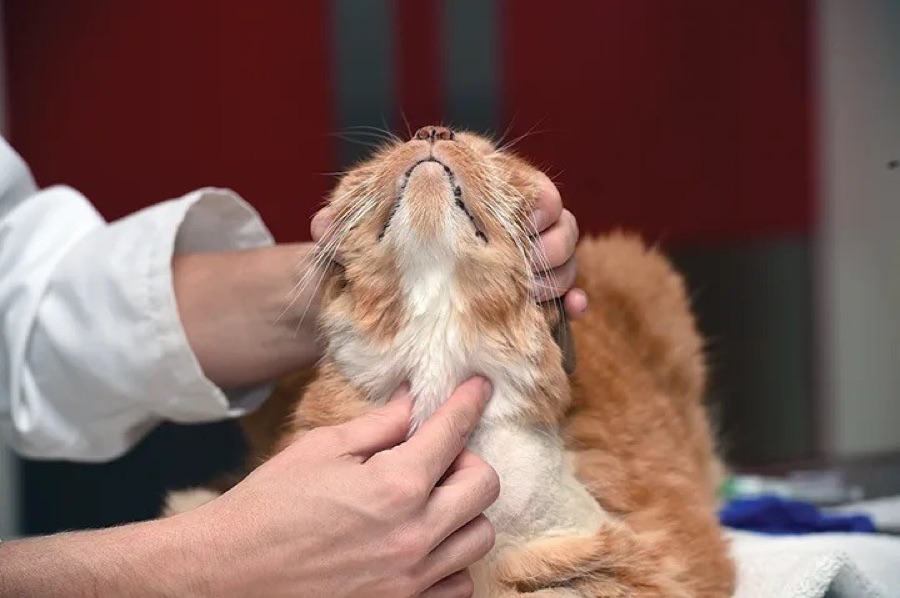 Médica veterinária endocrinologista examinando a tireoide de um gato em Ribeirão Preto