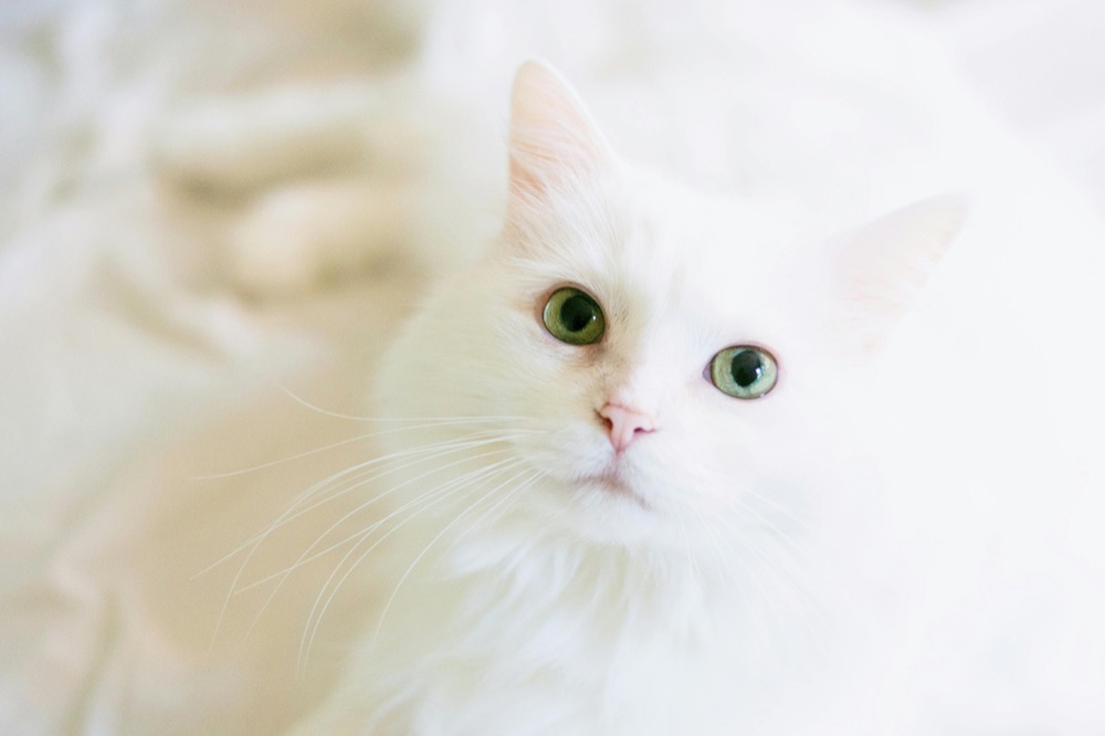Gato de olhos verdes — atendimento de endocrinologia veterinária para gatos em Ribeirão Preto